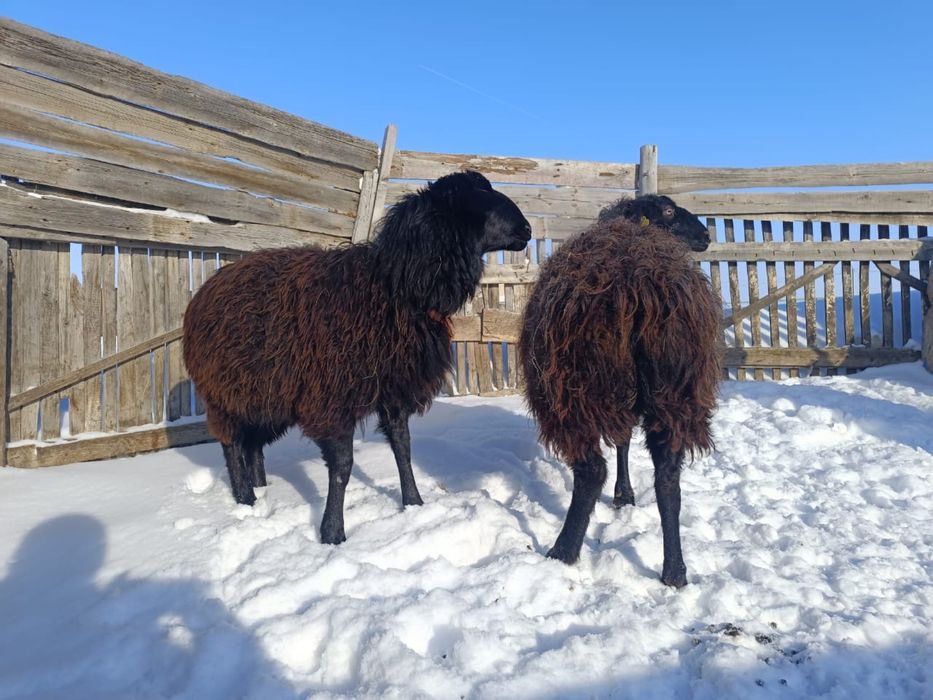 Қазақ қой продам