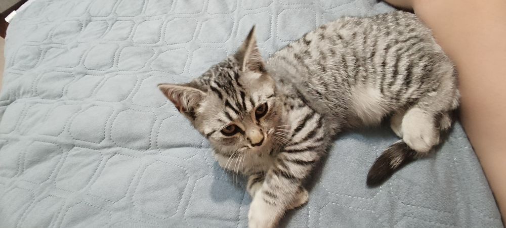 Отдам котят в хорошие руки