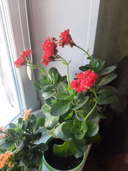 Каланхоэ цветущя розовый и жёлтый