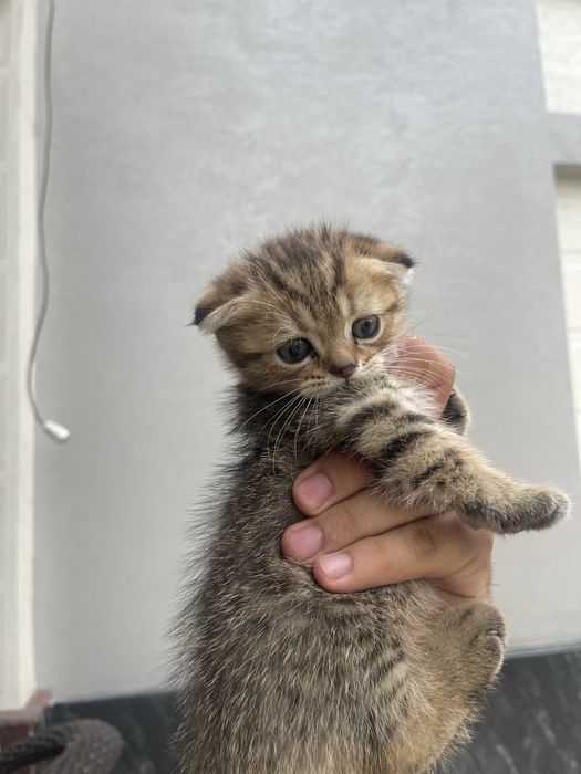 Скотиш.   фолд….