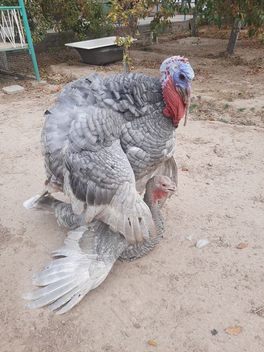 Аспидный   индюк   срочно