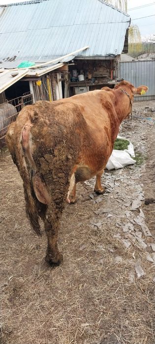 Vand vaca baltata romaneasca