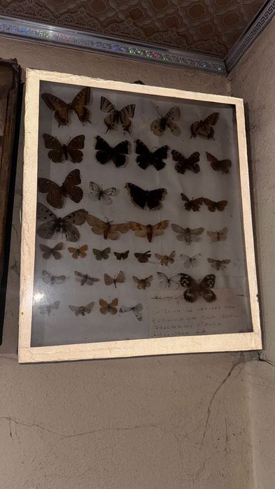 Продам коллекцию бабочек