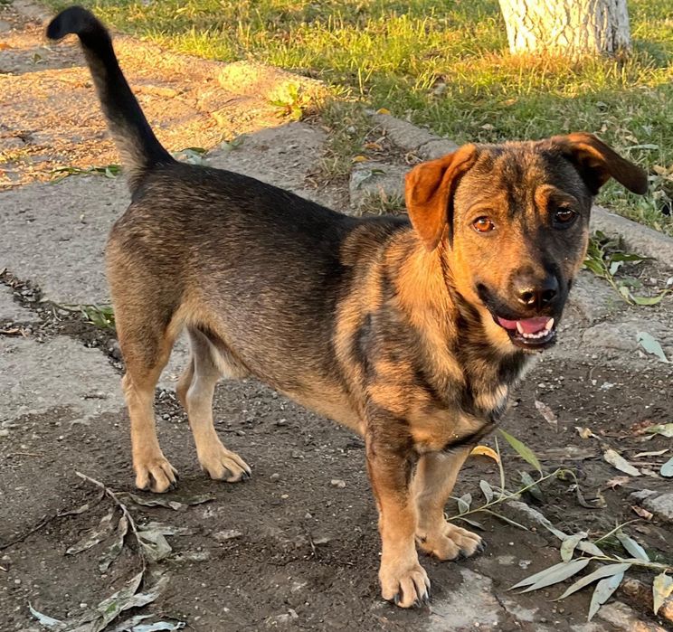 Metis ciobanesc german pitic pui