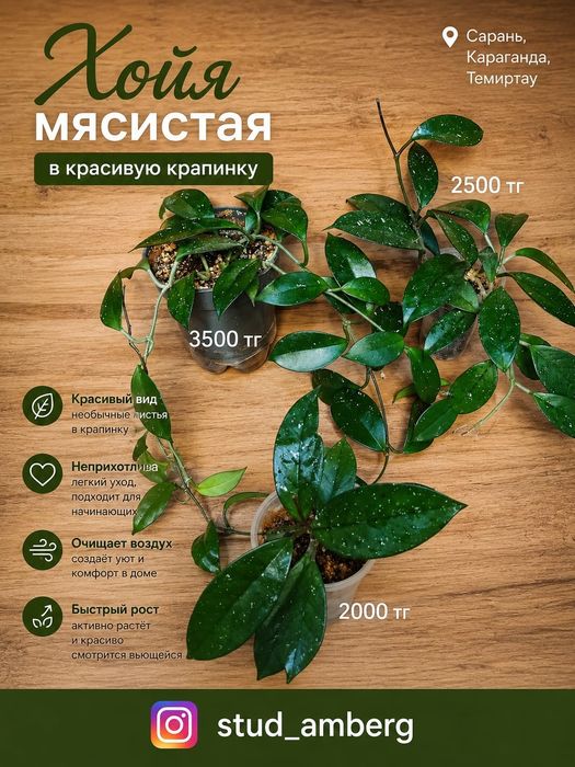 Алоэ,шлюмбергера,рипсалидопсис