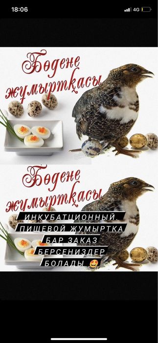 Бөденелер бар