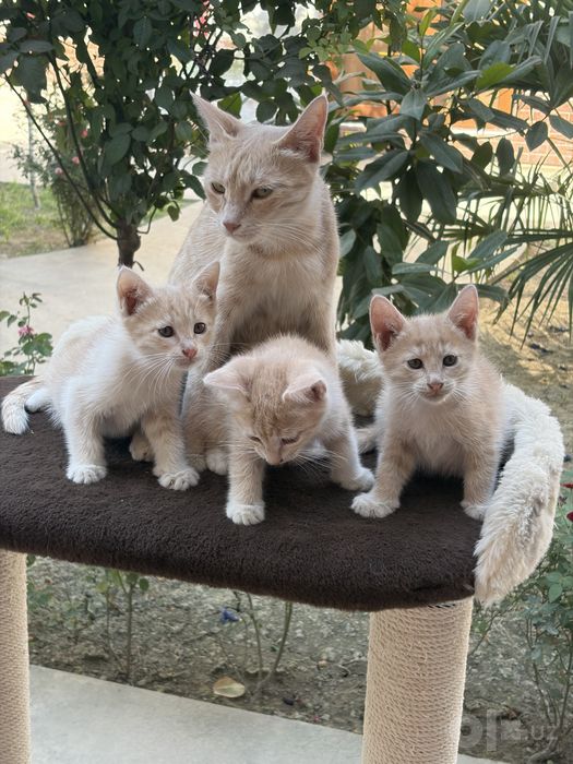 Котёнок.
