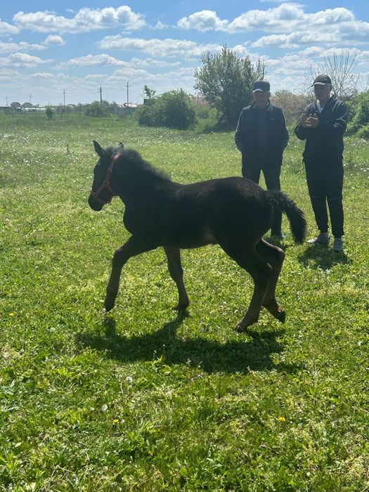 Vând doua iepe cuminți