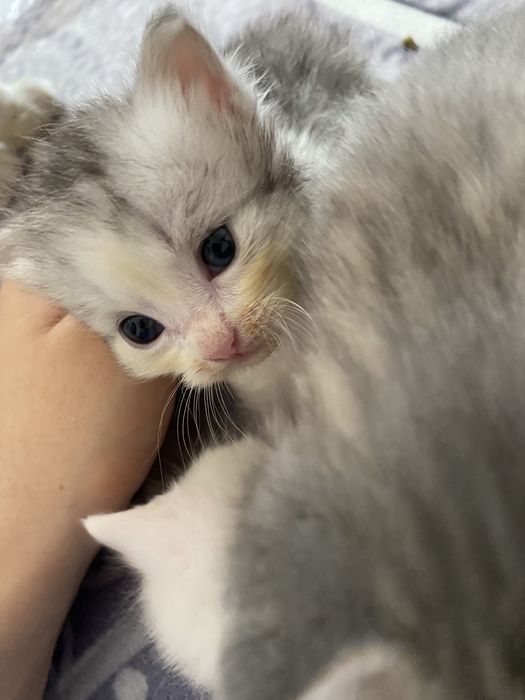 котенок бесплатно