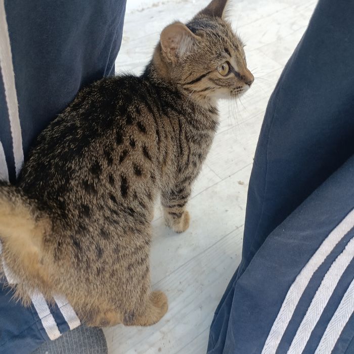 отдам бесплатно котенка