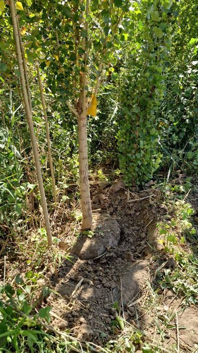 Клен сосна Ель тополь вязь берёза липа