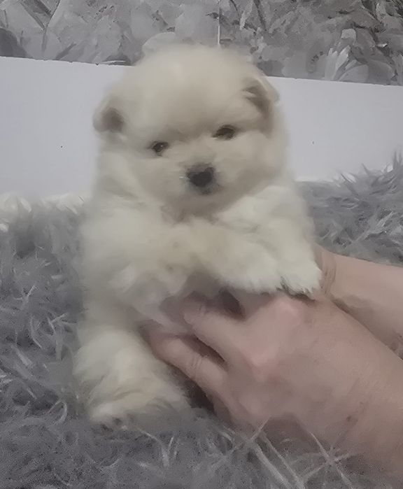 Девочка щенок Померанский шпиц