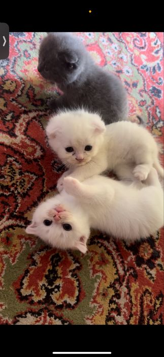 Милые котята шотладские вислоухие