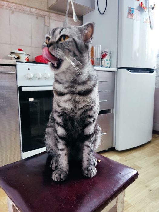 Отдам в хорошие руки