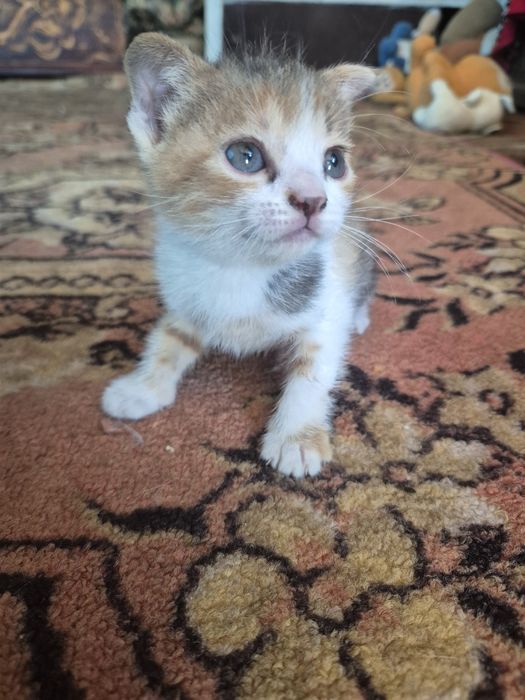 Девочка кошечка, 1месяц