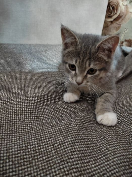Котенок в добрые руки