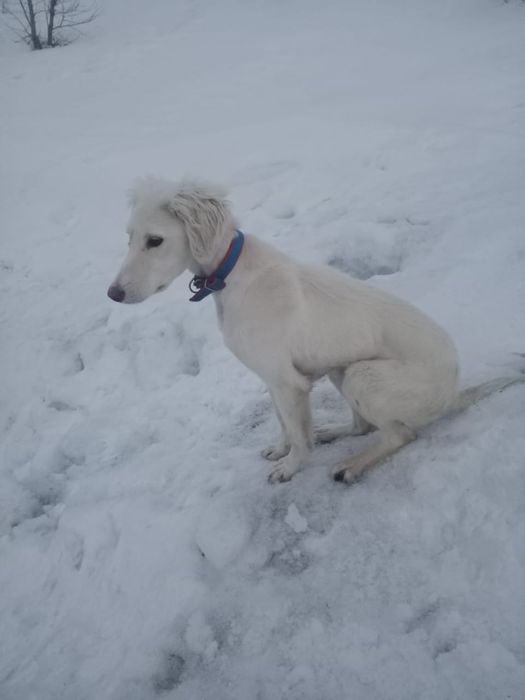 5 айлык тазы кушик сатылады.