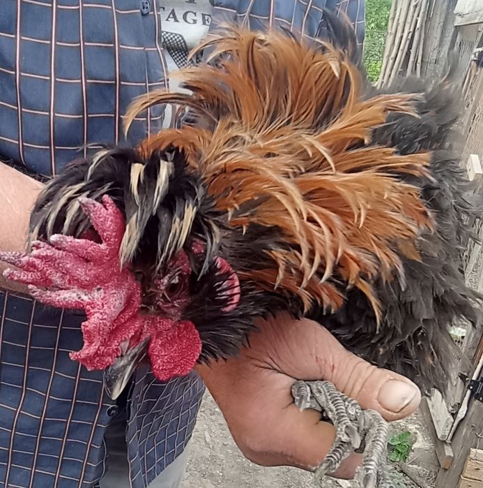 Vând cocoș frizat și zburlit, împreună cu o puicuță cu moț.Am obținut și pui frumoși de la ei, sunt de anul trecut
