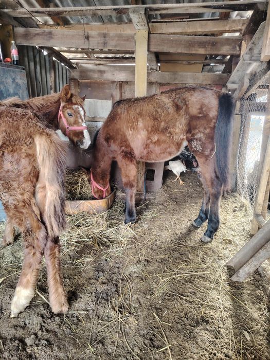 Продам жеребят полугтдавалых