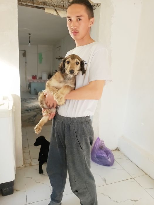 Шеньки Қырғыз Тайған