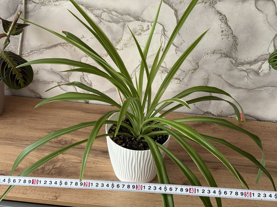 хлорофитумы. Растения домашние