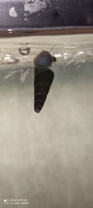 Продам улиток тиломилания( кролик)