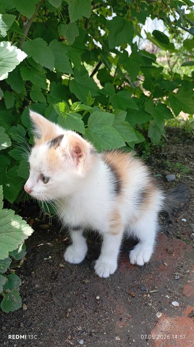 Кошечка трехцветная