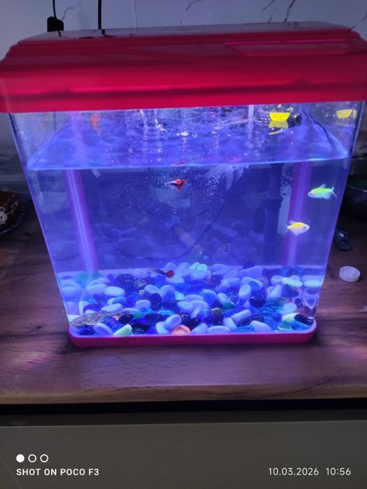 Аквариум 18-литр олинганига 1-ойхам болмади