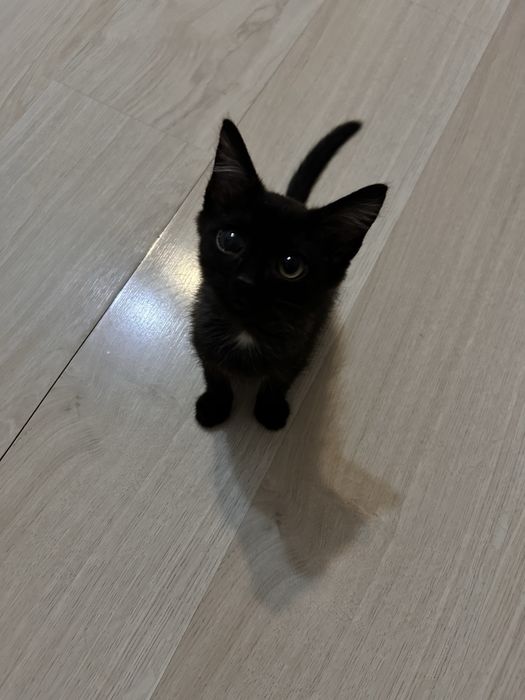 Отдам котенка в добрые руки срочно