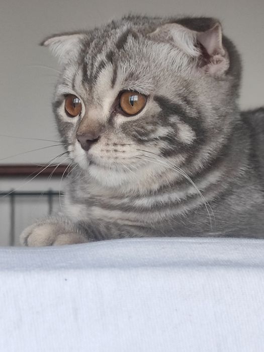 Вислоухий котенок девочка