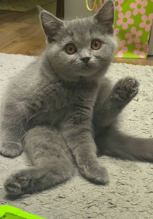 Вязка, кот Бакс страйт.