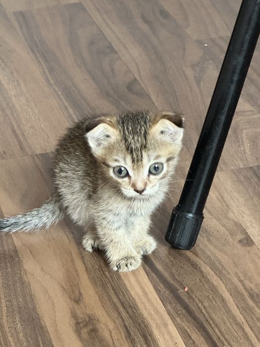 Отдам котят родились 29 апреля