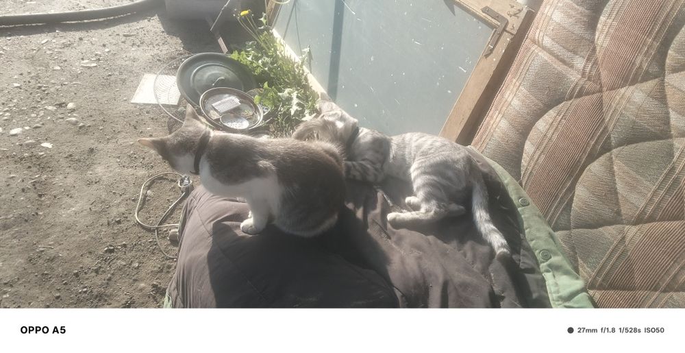 Отдам Кошек и котят даром