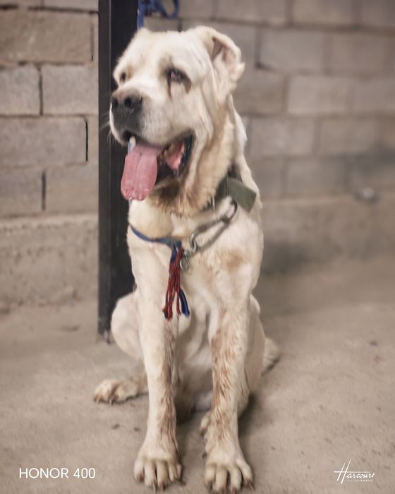 Төбет сатылады  супер тяж.