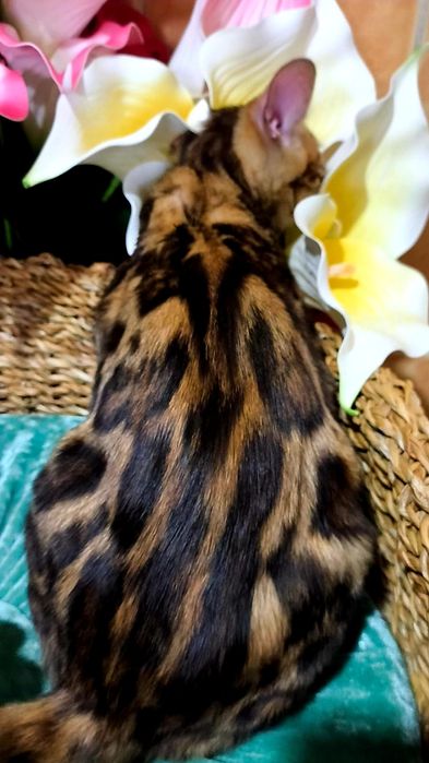 Красотка Бенгальская - ЗОЛОТО