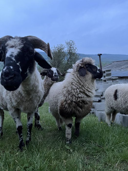 Berbec breaz 3 luni