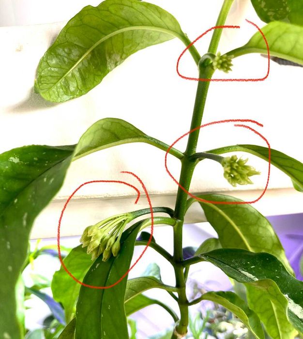 Хойя Локки (Lockii), большой черенок с тремя цветоносами, недорого