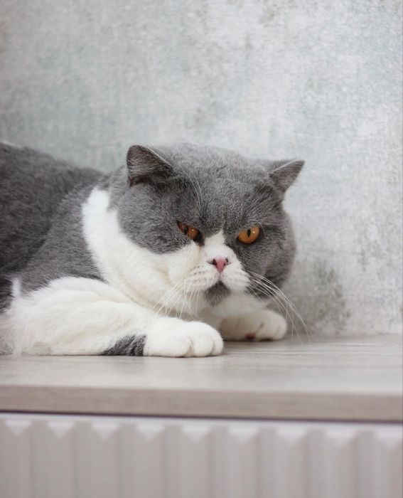 Британский котенок мальчик 1,5 месяца