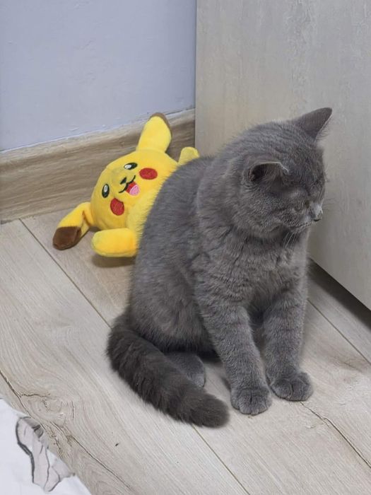Британско коте мъжко