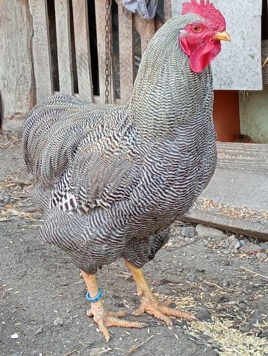 Vând Cocos și gaini