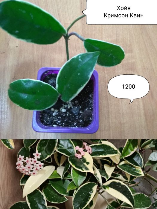 Продам Хойю "Карноза"