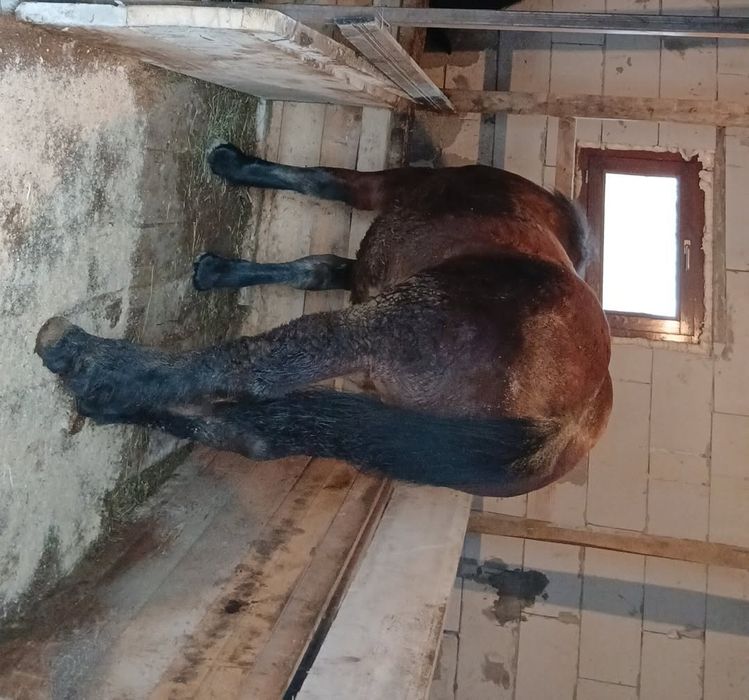 Vând mânz de 11 luni