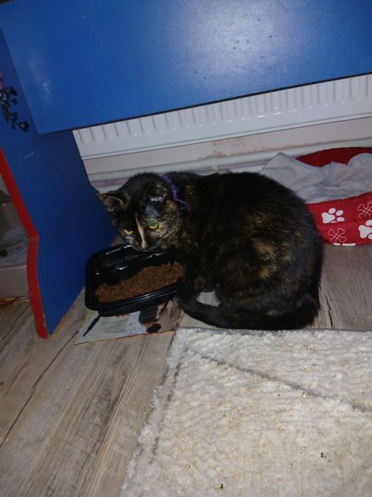 Dau spre adopție pisică