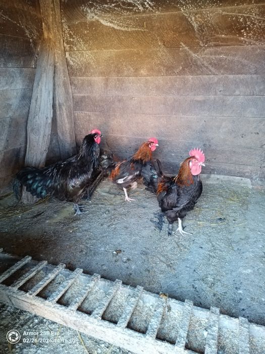 Cocoși Australorp și Marans