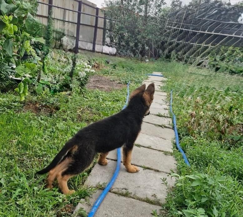 Продам щенки Немецкой Овчарки
