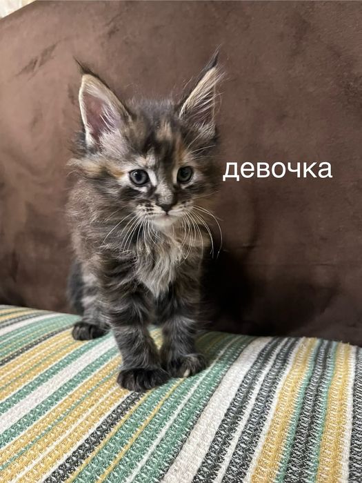 Котята Мейн-кун .