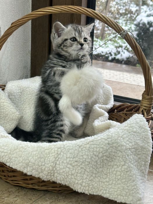 Британская порода