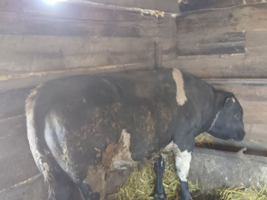 Продам бычков, выращенных на откорме