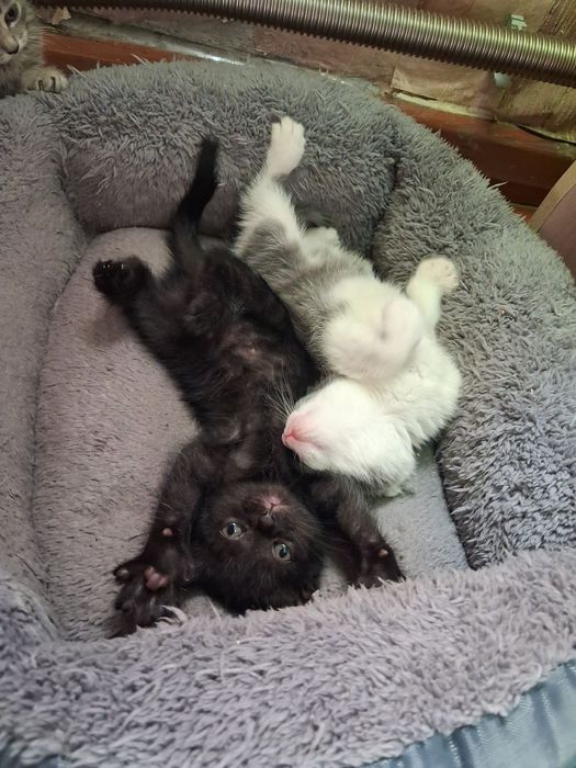 Отдам котенка девочка