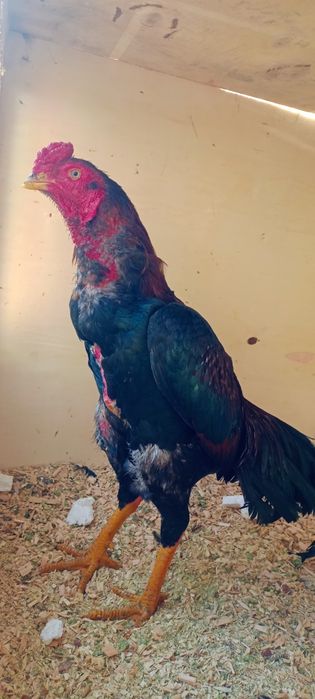 Продам Дакан июн